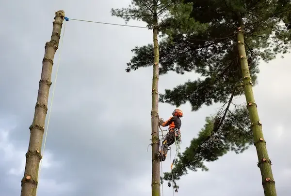 Tree Lopping