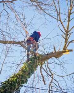 tree removal Burleigh Waters